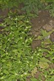 Smooth False Buttonweed, Spermacoce glabra
