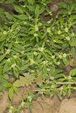 Smooth False Buttonweed, Spermacoce glabra