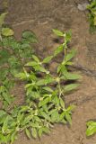 Smooth False Buttonweed, Spermacoce glabra