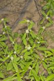 Smooth False Buttonweed, Spermacoce glabra