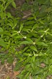 Smooth False Buttonweed, Spermacoce glabra