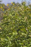 Prickly Ash, Zanthoxylum americanum