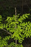 Prickly Ash, Zanthoxylum americanum