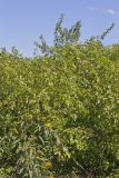 Prickly Ash, Zanthoxylum americanum