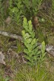 Bastard Toadflax, Comandra umbellata