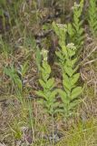 Bastard Toadflax, Comandra umbellata