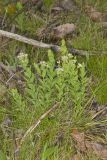 Bastard Toadflax, Comandra umbellata