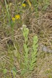 Bastard Toadflax, Comandra umbellata