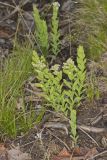 Bastard Toadflax, Comandra umbellata