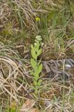 Bastard Toadflax, Comandra umbellata