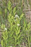 Bastard Toadflax, Comandra umbellata