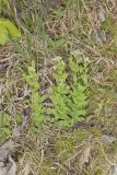 Bastard Toadflax, Comandra umbellata