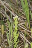 Bastard Toadflax, Comandra umbellata