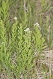 Bastard Toadflax, Comandra umbellata