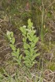 Bastard Toadflax, Comandra umbellata