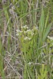 Bastard Toadflax, Comandra umbellata