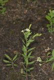 Bastard Toadflax, Comandra umbellata