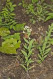 Bastard Toadflax, Comandra umbellata