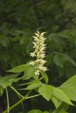Ohio Buckeye, Aesculus glabra