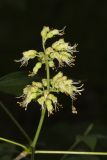 Ohio Buckeye, Aesculus glabra