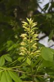Ohio Buckeye, Aesculus glabra