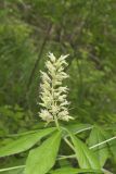 Ohio Buckeye, Aesculus glabra