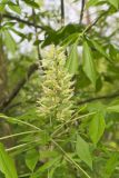 Ohio Buckeye, Aesculus glabra
