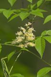 Ohio Buckeye, Aesculus glabra