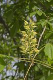 Ohio Buckeye, Aesculus glabra