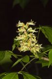 Ohio Buckeye, Aesculus glabra