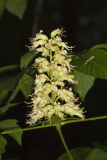 Ohio Buckeye, Aesculus glabra