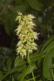 Ohio Buckeye, Aesculus glabra