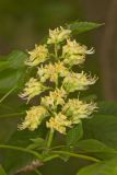 Ohio Buckeye, Aesculus glabra
