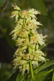 Ohio Buckeye, Aesculus glabra