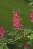 Red Buckeye, Aesculus pavia