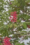 Red Buckeye, Aesculus pavia