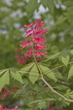Red Buckeye, Aesculus pavia