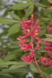 Red Buckeye, Aesculus pavia