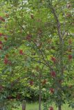 Red Buckeye, Aesculus pavia