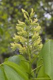 Yellow Buckeye, Aesculus flava