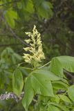 Yellow Buckeye, Aesculus flava