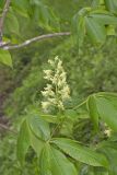 Yellow Buckeye, Aesculus flava