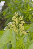Yellow Buckeye, Aesculus flava