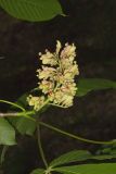 Yellow Buckeye, Aesculus flava