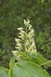 Yellow Buckeye, Aesculus flava