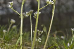 Early Saxifrage