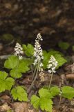 Heartleaf Foamflower, Tiarella cordifolia