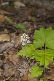 Heartleaf Foamflower, Tiarella cordifolia
