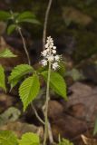 Heartleaf Foamflower, Tiarella cordifolia