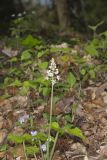 Heartleaf Foamflower, Tiarella cordifolia